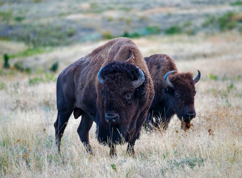 Bison in Yellowstone, Wyoming, USA