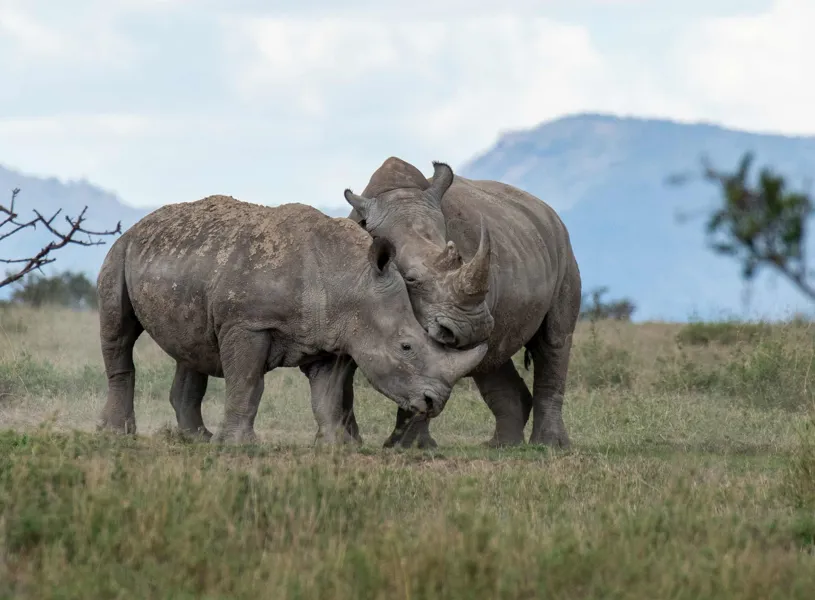 Sideview of rhinos on grassy field against sky, Ol Pejeta Conservancy, Kenya 