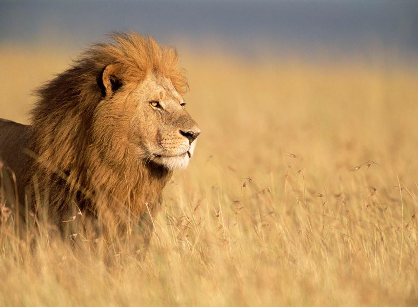 Male lion standing in tall golden grass on African savanna