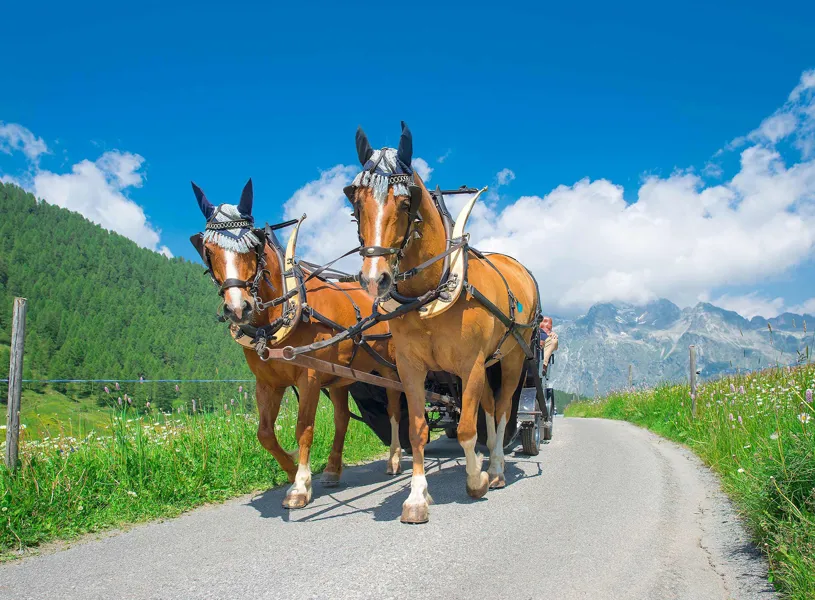 Two horses pulling a carriage on a scenic Swiss alpine road