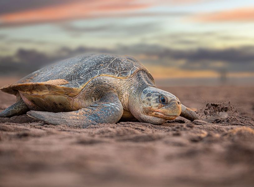 Sea turtle resting on sandy beach at sunset