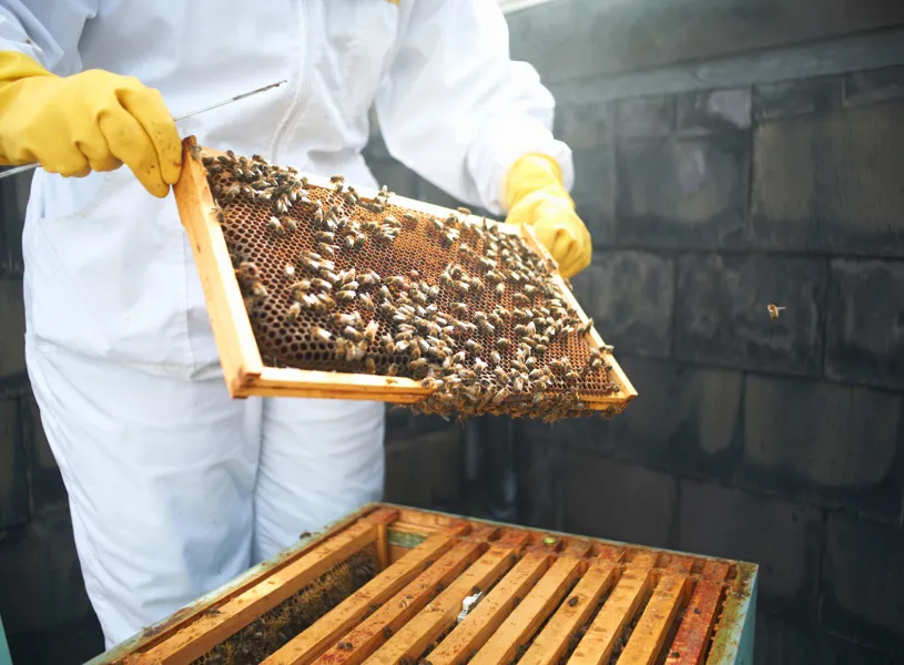 Beekeeper in protective suit inspecting beehive frame with bees 