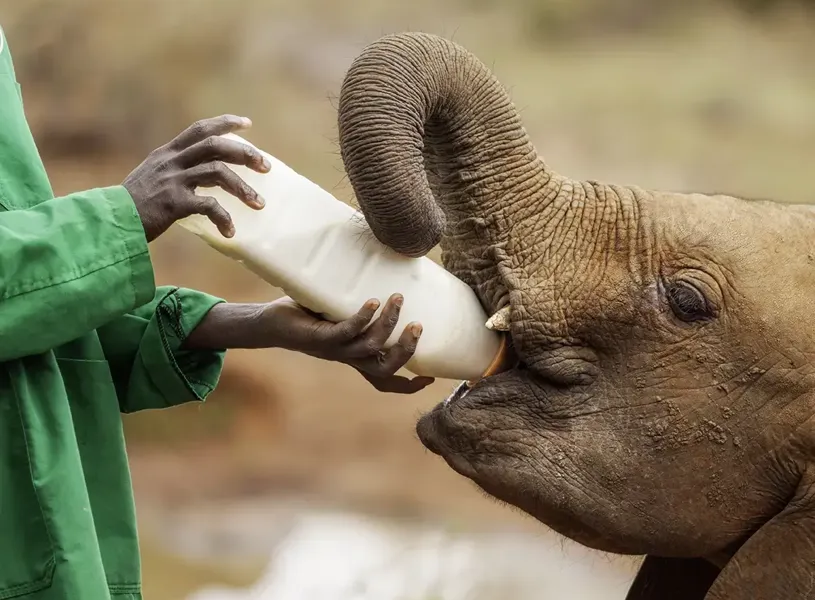 Daphne Sheldrick Elephant Orphanage Nairobi 