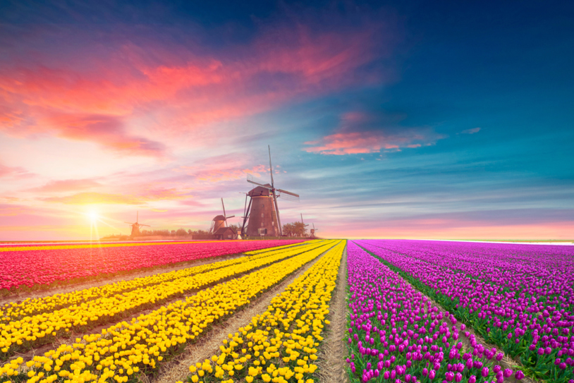 Holland And Belgium At Tulip Time (1)