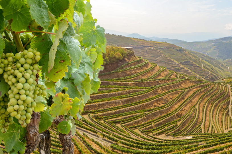 Wine Roads Of France And Portugal
