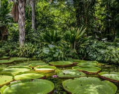 Peruvian Amazon Rainforest a dense jungle with river and floating pads, palm trees, ferns