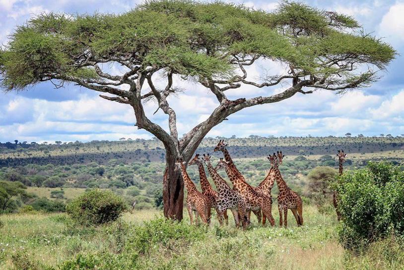 African Safari Adventure Guided Tour