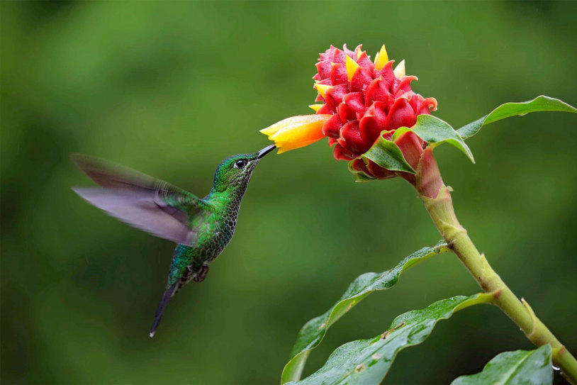 COSTA RICA ECO ADVENTURE WITH GUANACASTE BEACH