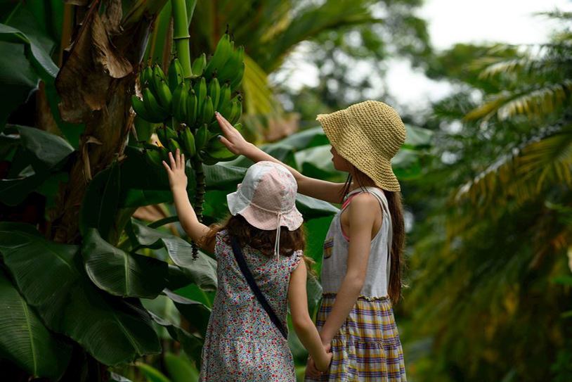 MONKEYS, JUNGLES AND VOLCANOES