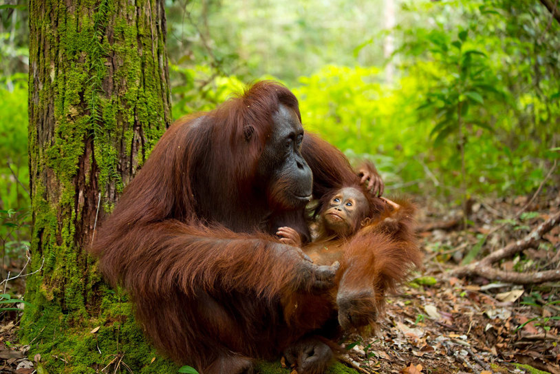 Beautiful Mother Baby Orangutan Borneo Malaysia 1