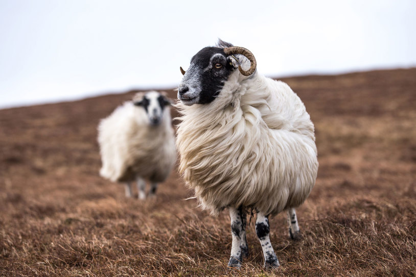 Highlights Of Ireland And Scotland (1)
