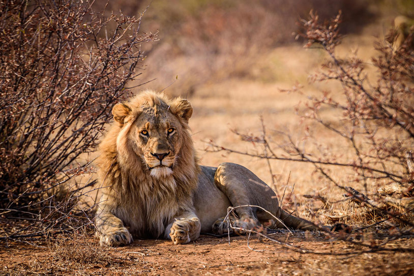 BEST OF SOUTH AFRICA